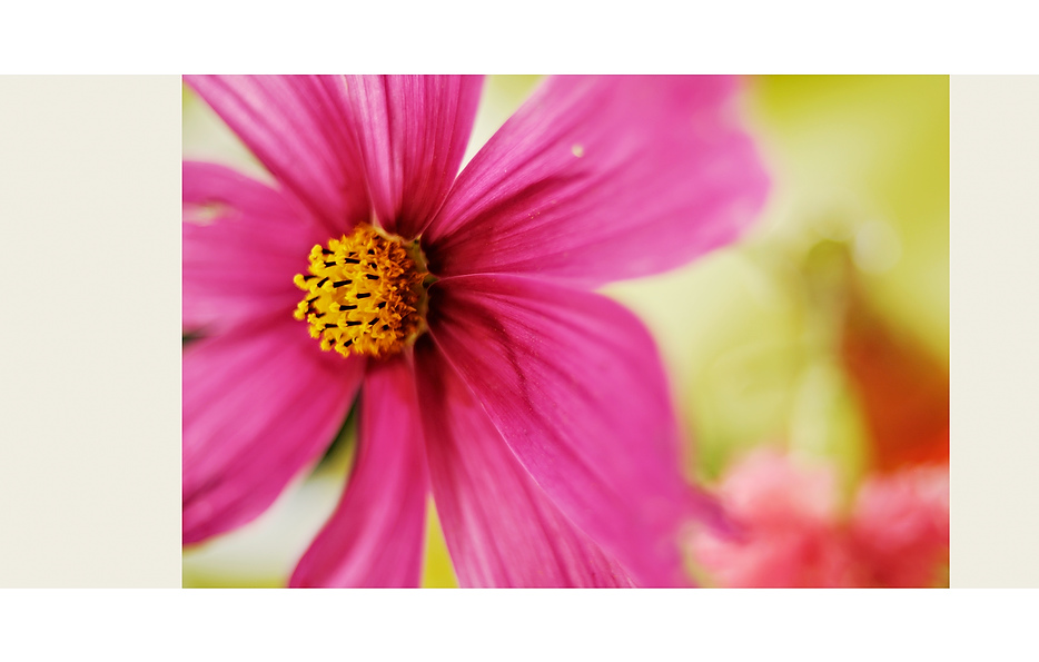 21_blume.psd.jpg